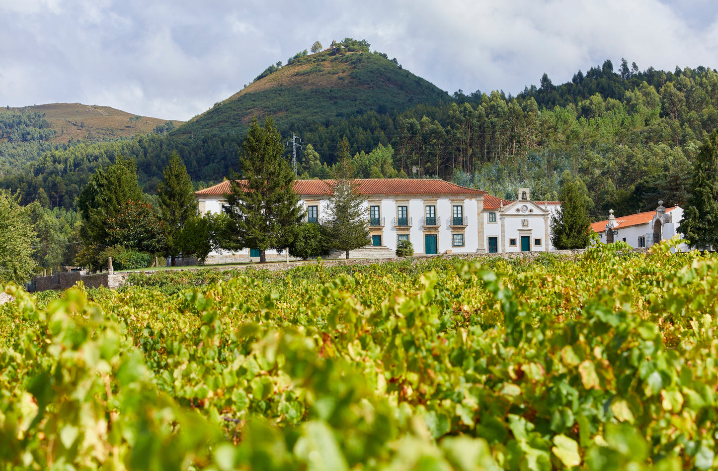 Barao do Hospital Alvarinho Reserve 2020 (6 Bottle Case)