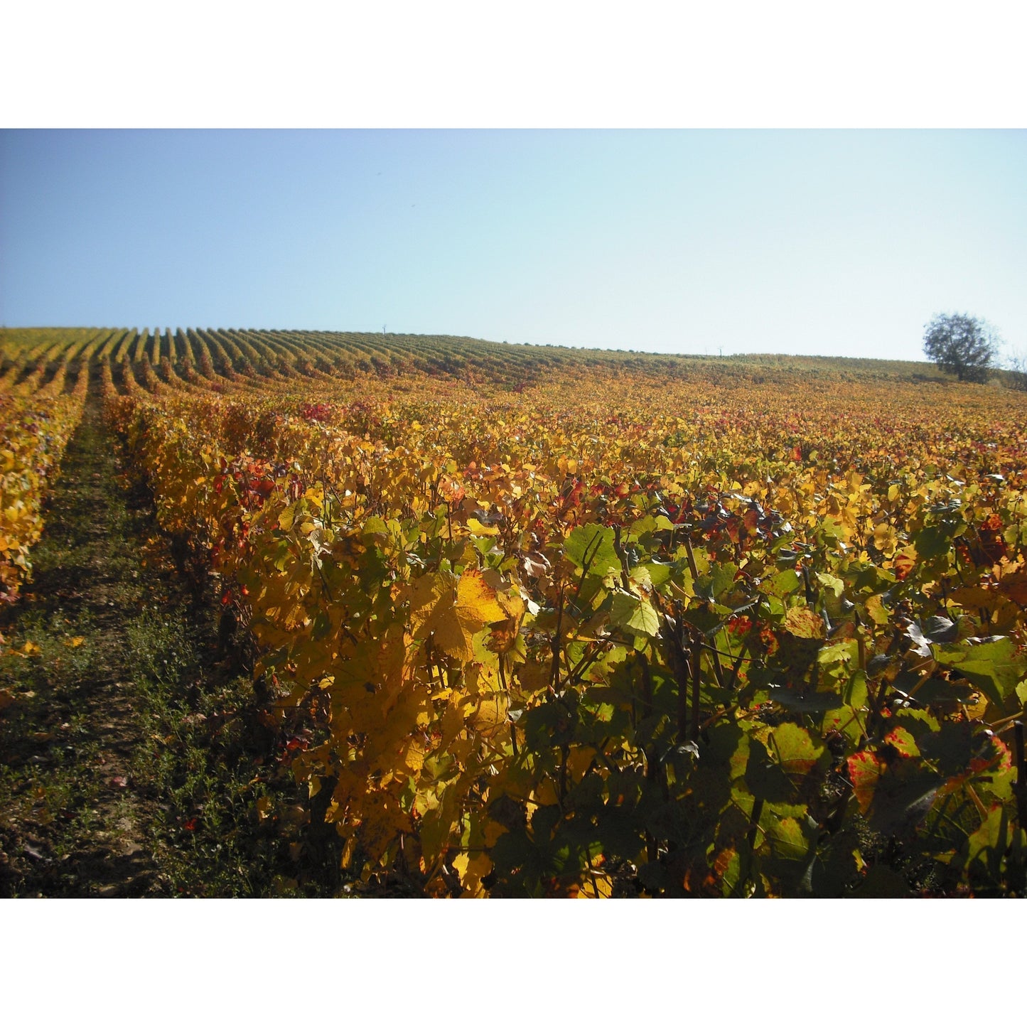 Lauverjat Moulin des Vrilleres Sancerre Blanc 2024