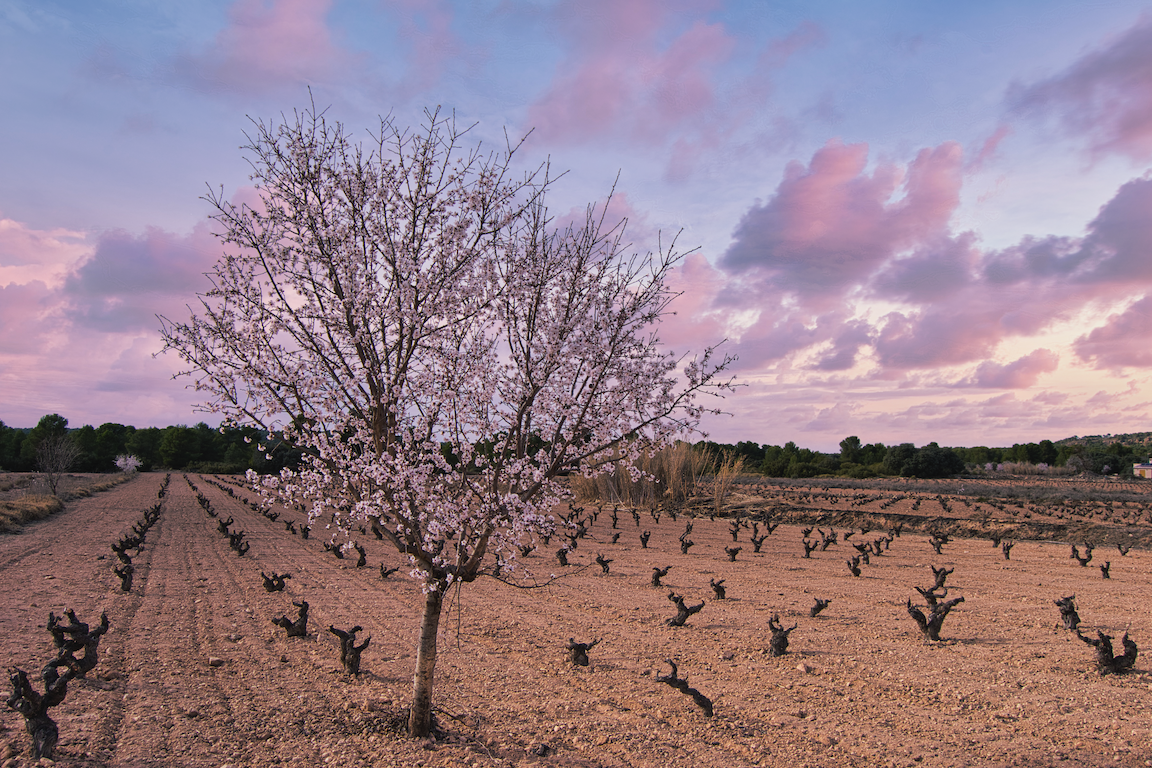 De Nariz Coupage Monastrell - Syrah 2022