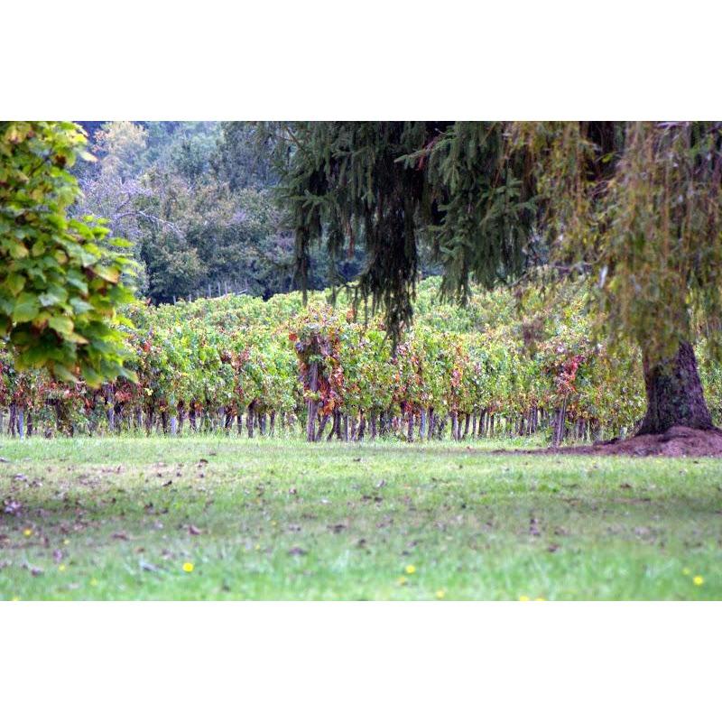 Chateau Bois de Rolland Vieilles Vignes Bordeaux Superieur 2021