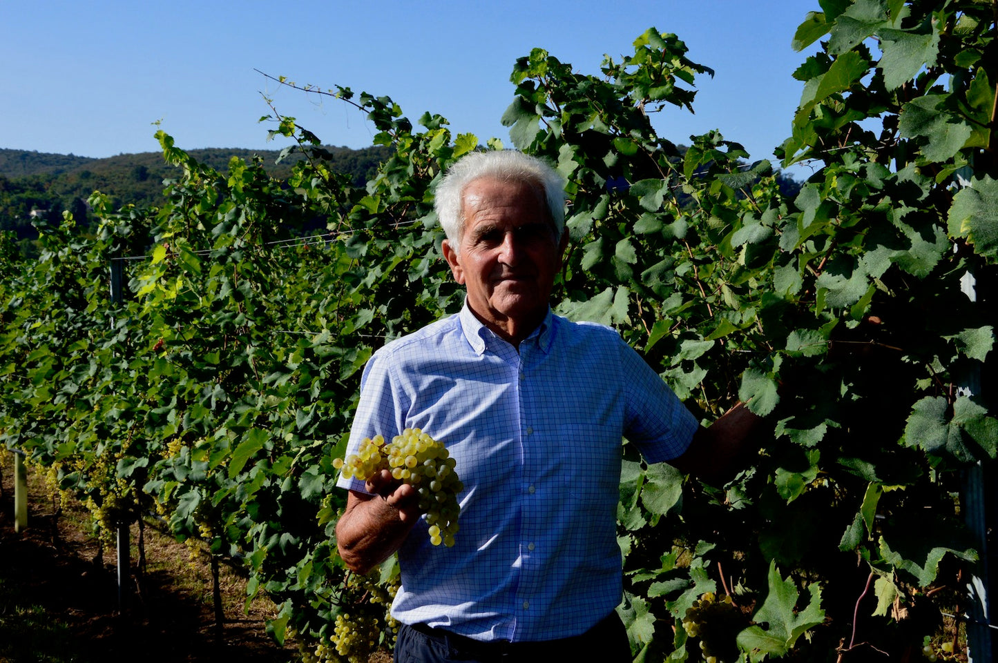 Villa Degli Olmi Corte dei Rovi Prosecco Extra Dry NV