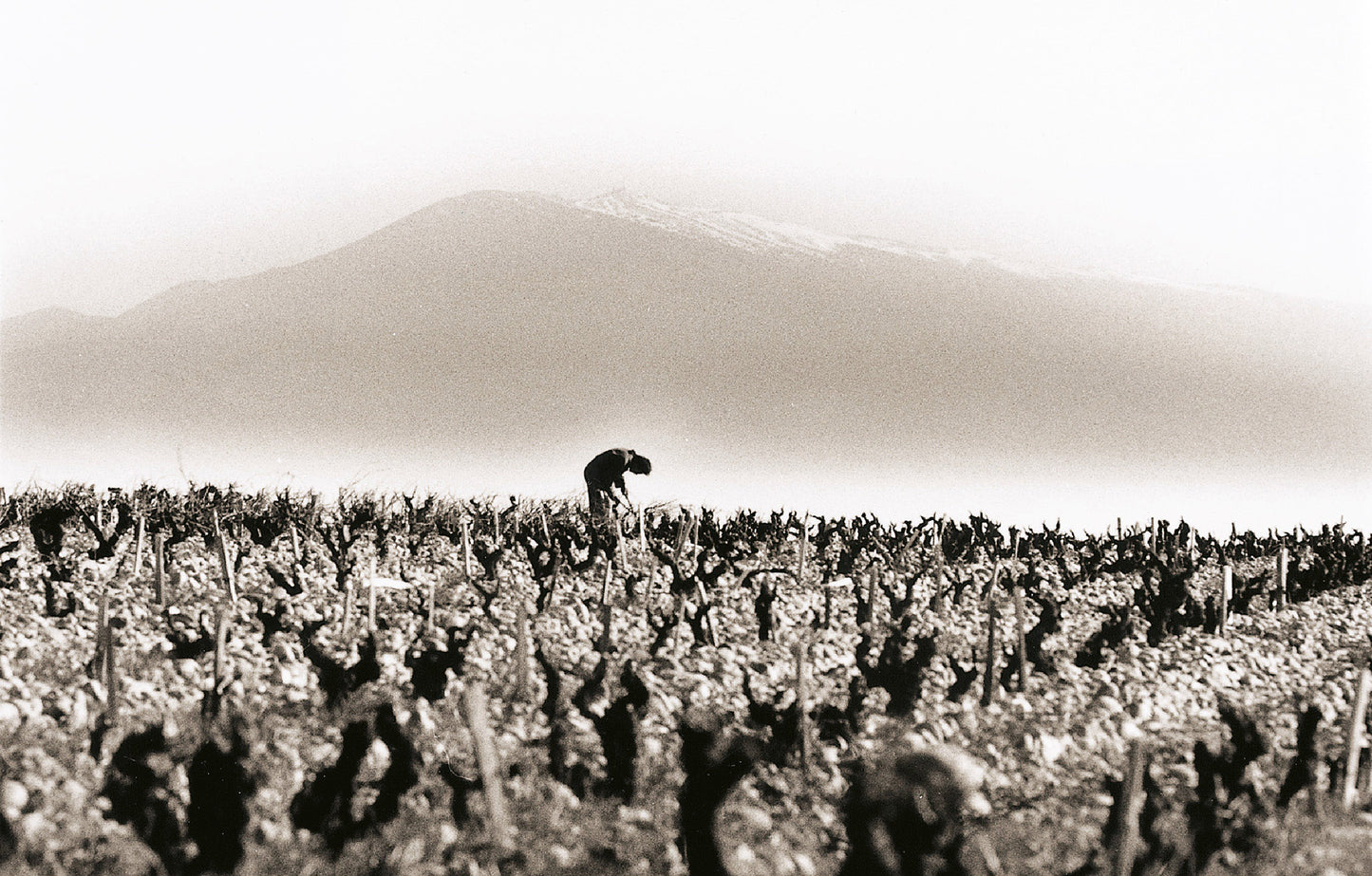 Domaine du Vieux Telegraphe 'Telegramme' Chateauneuf-du-Pape 2022