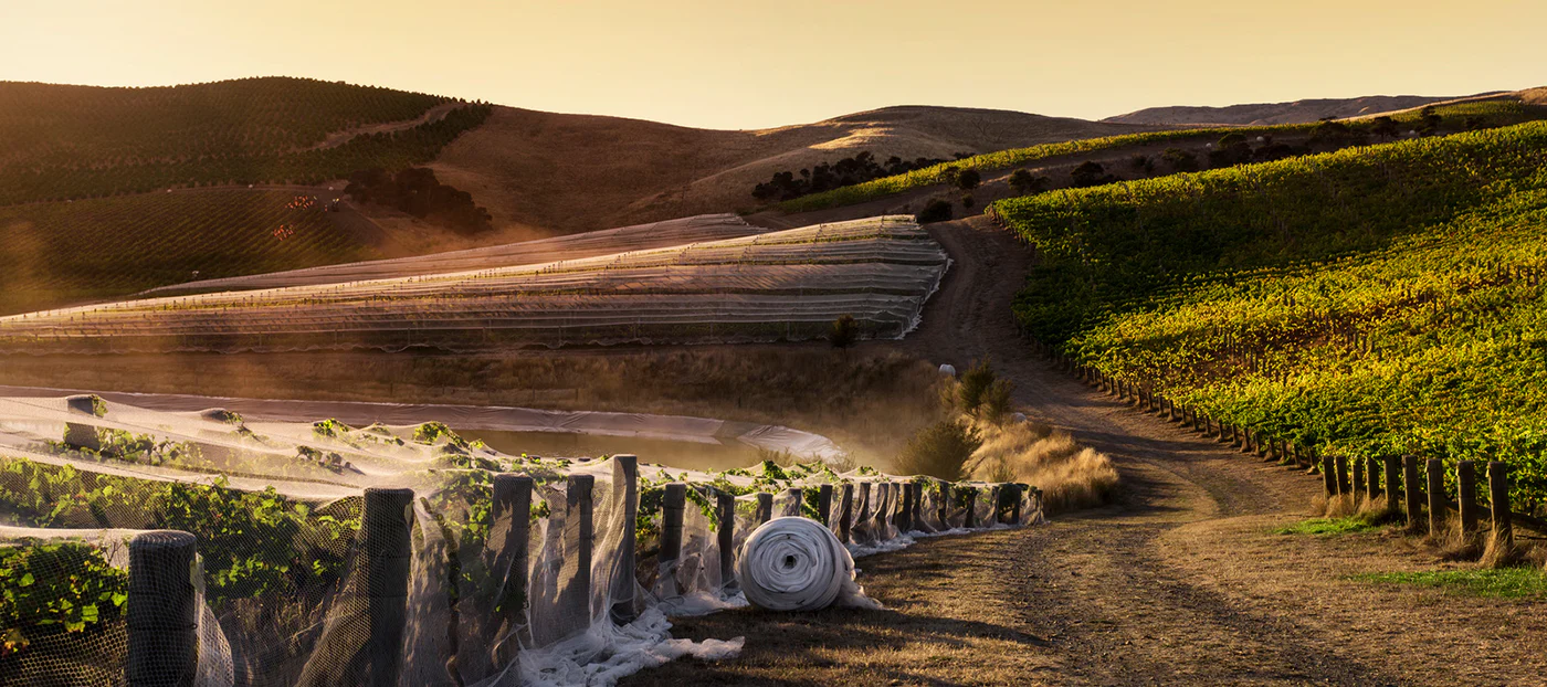 Settlement Vineyard Pinot Noir 2021 (6 Bottle Case)