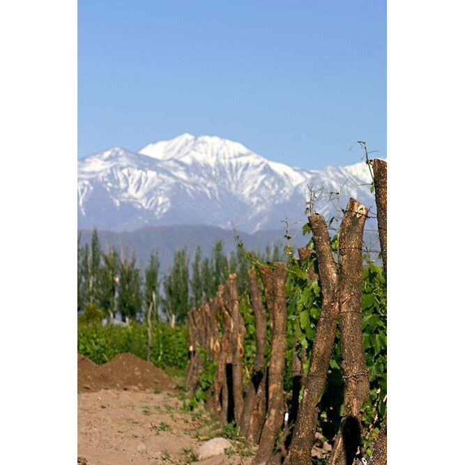 Durigutti Family Winemakers Aguijon de Abeja Bonarda Obrera 2022