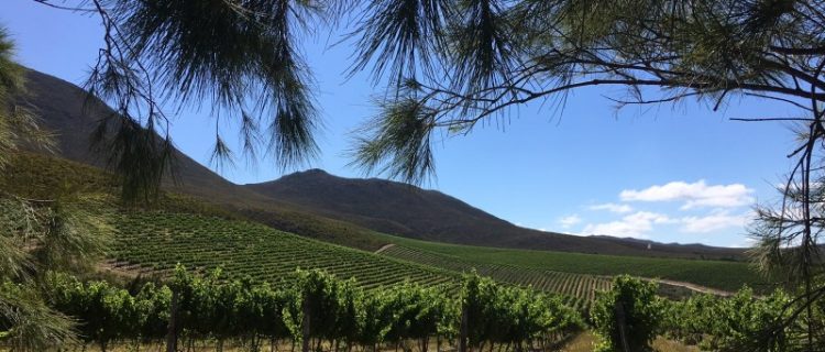 Hermanuspietersfontein Kaalvoet Meisie Sauvignon Blanc 2024