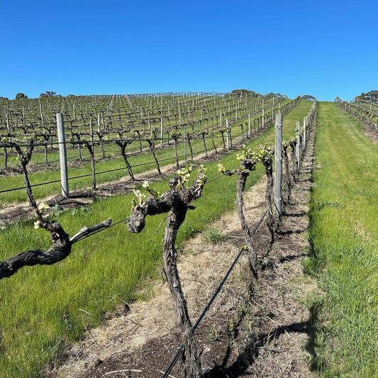 Lou Miranda - Barossa Valley, Australia