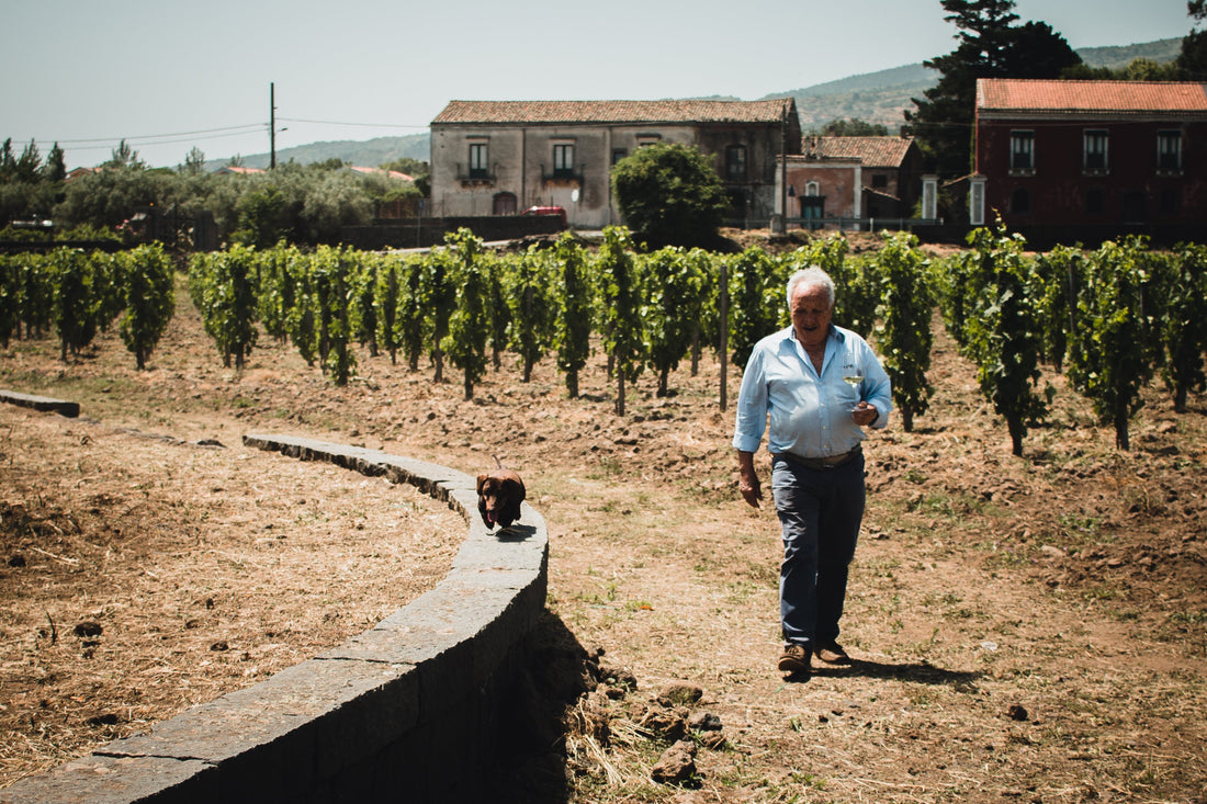Sicily Wine Guide: From Coastal Sun to Etna’s Black Sands