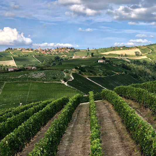 Moscato d’Asti: The Complete Guide to Italy’s Lightly Sparkling Sweet Wine