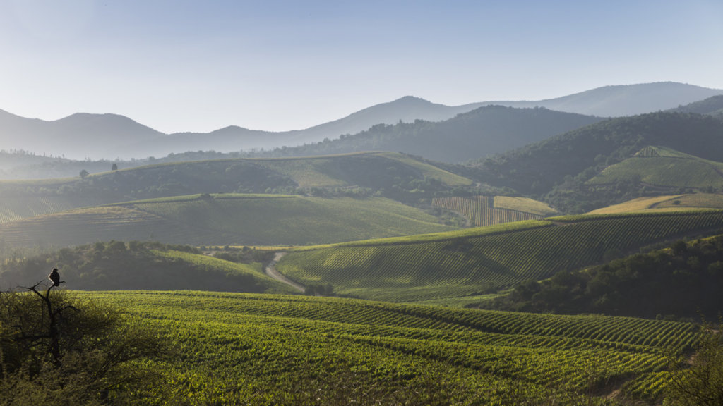 Las Pizarras European Elegance. Chilean Generosity