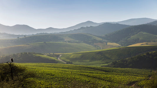 Las Pizarras European Elegance. Chilean Generosity