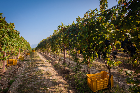 The Low ABV Revolution: How (and Why) Are Lower Alcohol Wines Made?