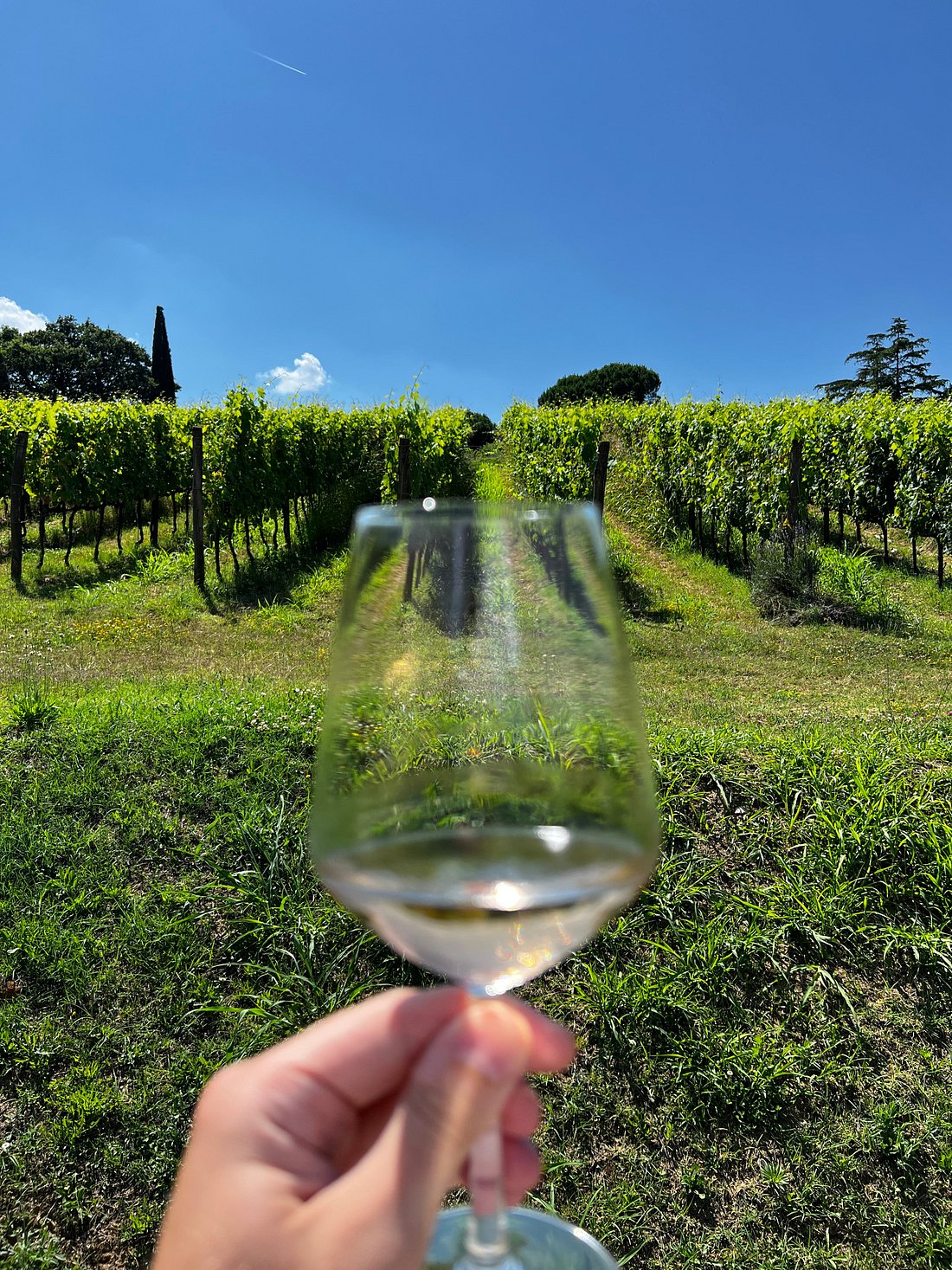 12 Facts About Trebbiano
