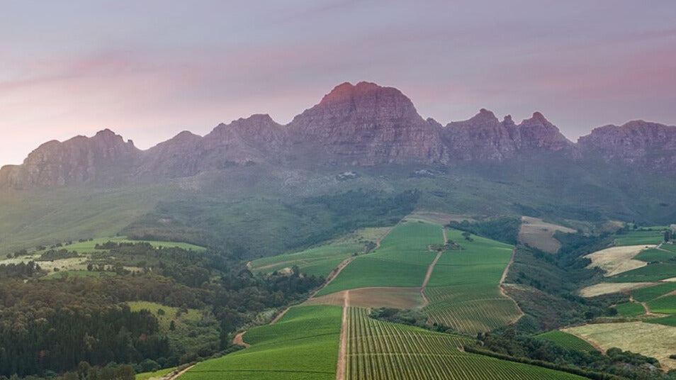 Alto Estate – Perfect Cellar