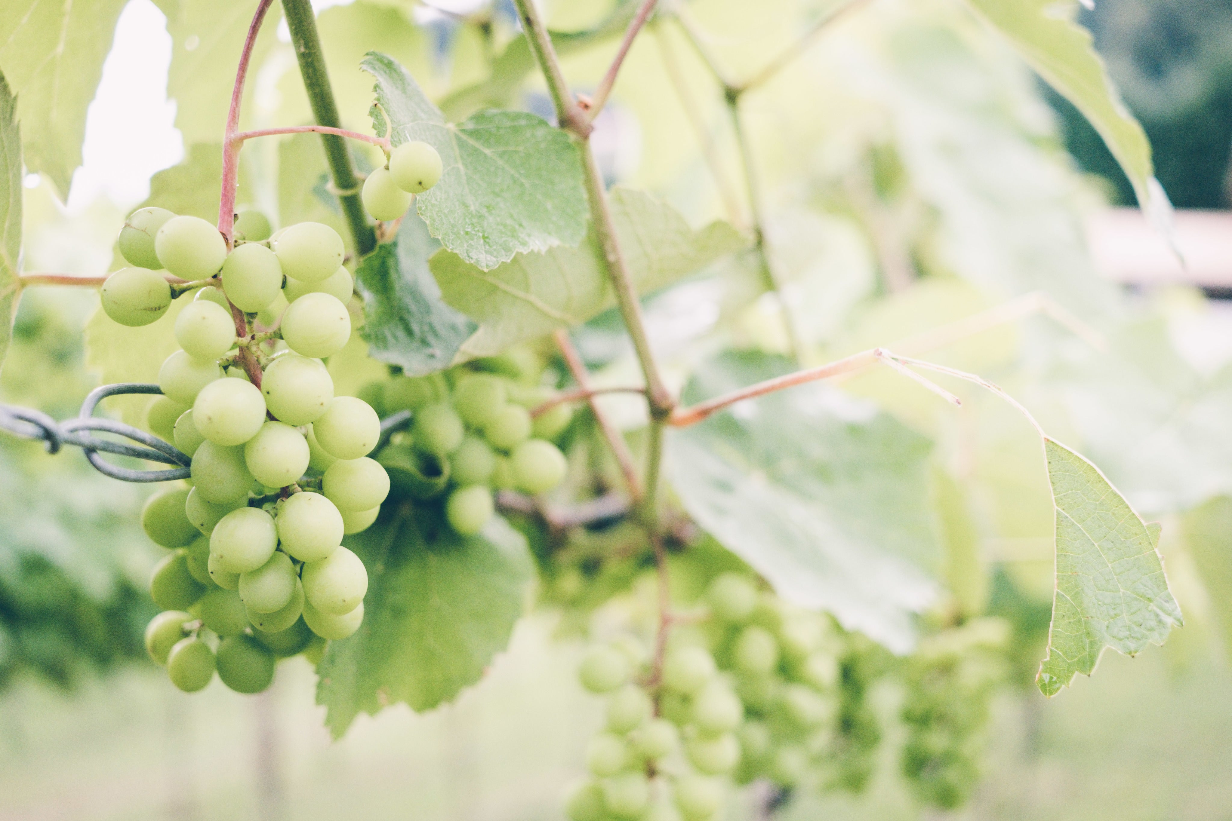 Arinto de Bucelas – Perfect Cellar