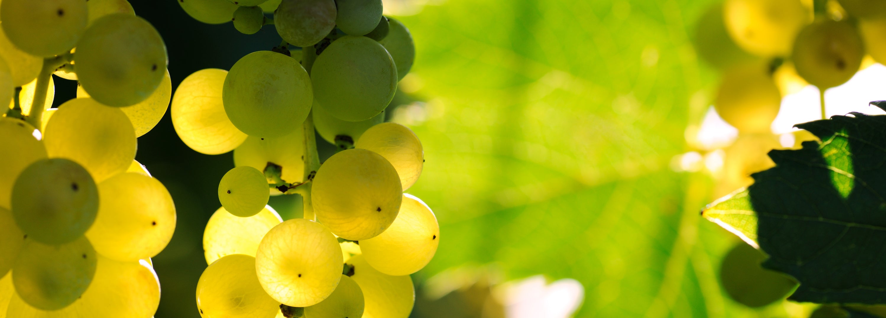 Riesling | White Wine | Perfect Cellar