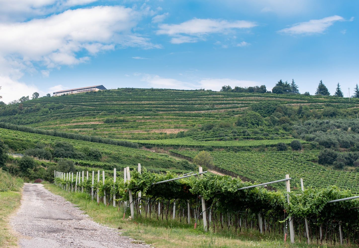Tenute Ca 'Botta Cajo’ Amarone della Valpolicella DOCG 2018 (6 Bottle Case)