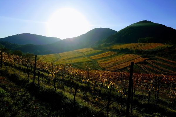 Weingut Dr Wehrheim Pinot Noir 2024