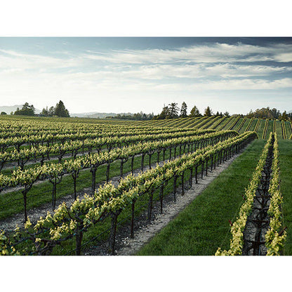 MacMurray Estate Vineyards Central Coast Pinot Noir 2020