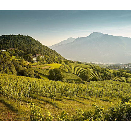 Cantina Sociale Trento 1339 Organic Muller Thurgau Trentino DOC 2020