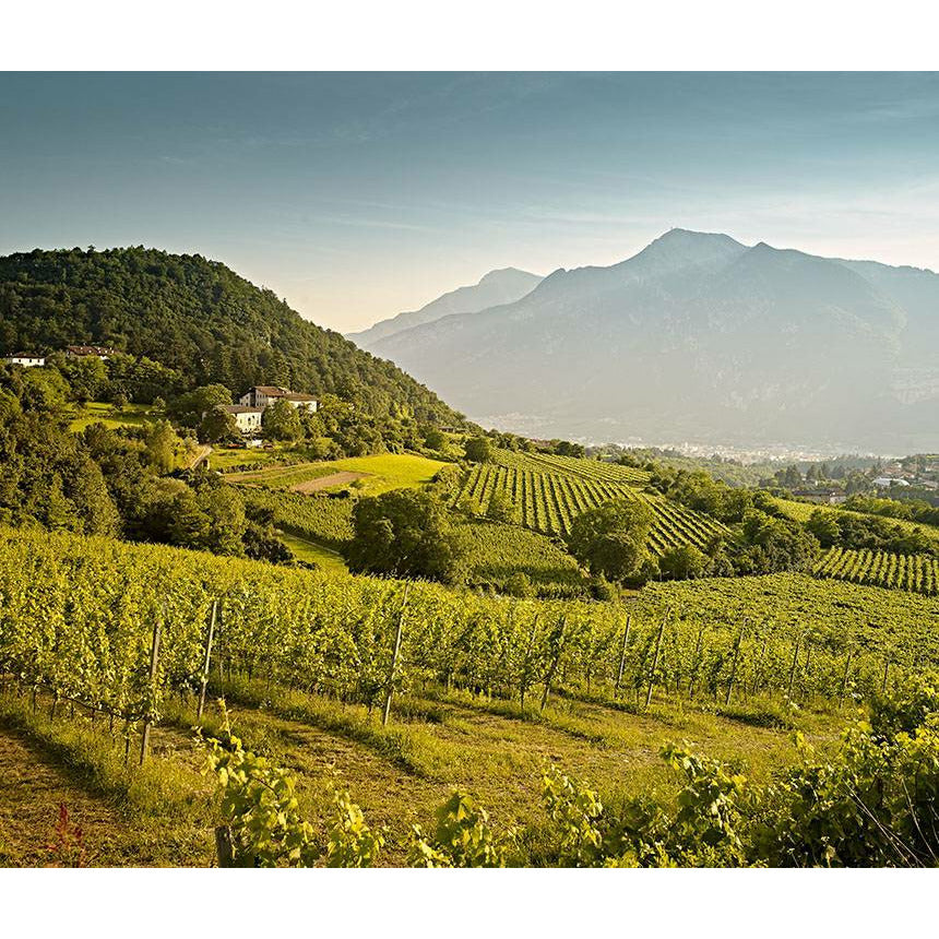 Cantina Sociale Trento Heredia Pinot Nero Trentino DOC 2017